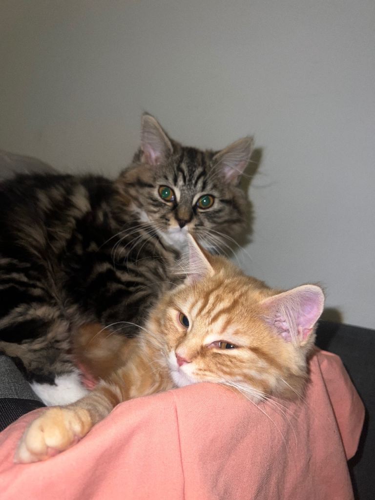 Must go in 2’s - Kittens for Sale