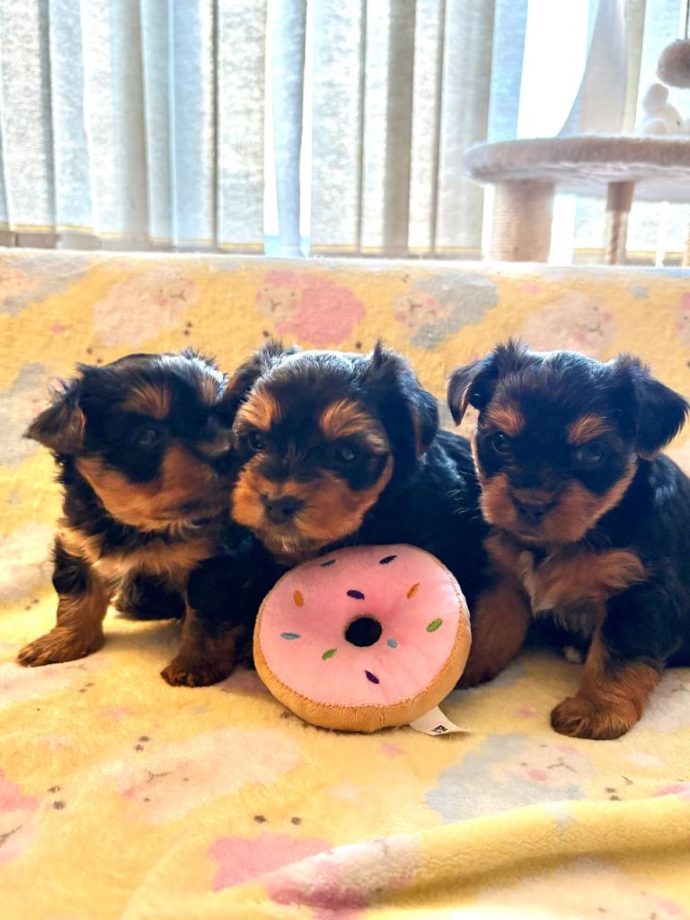 Yorkshire terrier puppies