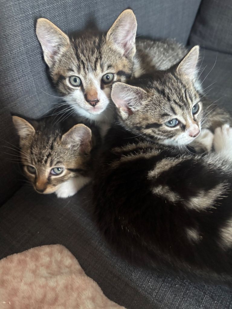 3 Kittens available