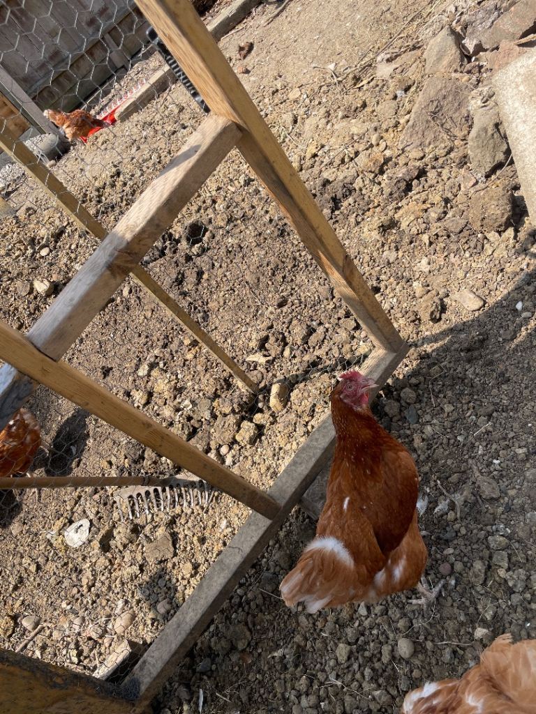     Free-Range Chickens – Great Prices