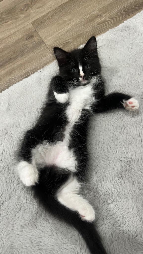 Kittens for sale 