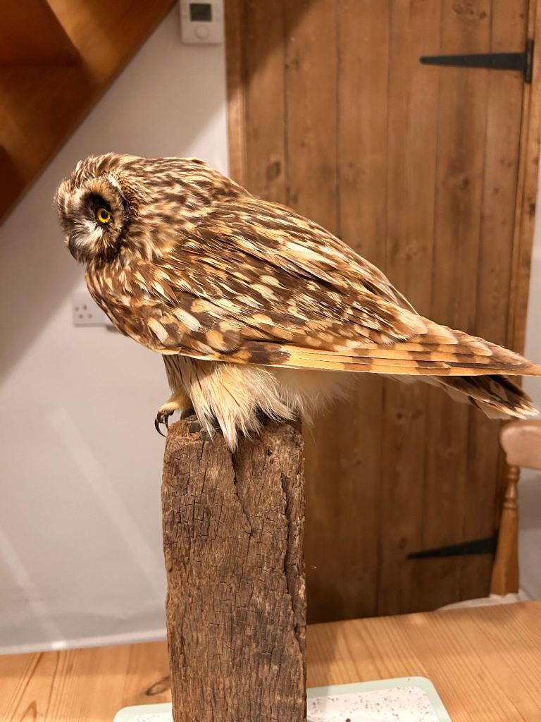 Taxidermy Short Eared Owl 