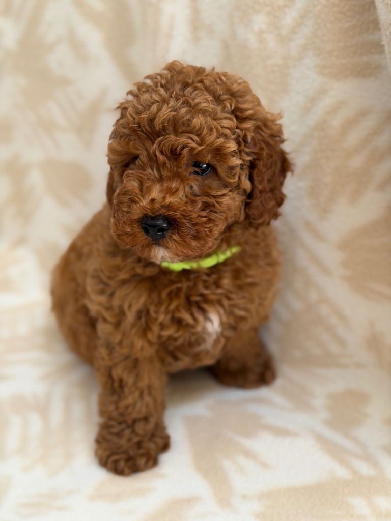Toy poodle boy health tested parents 