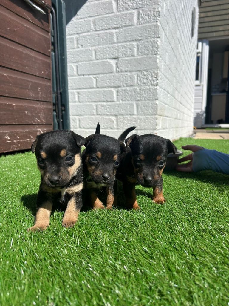 Border terrier cross jack Russell 