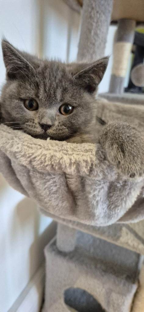 Last British Short hair Tabby male kitten ready now