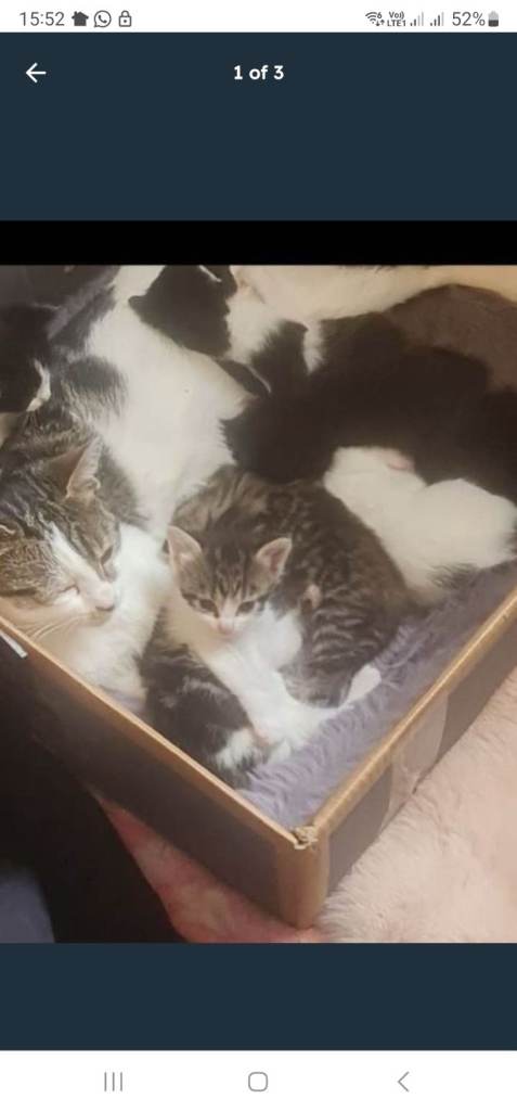 Beautiful cute vaccinated kittens 