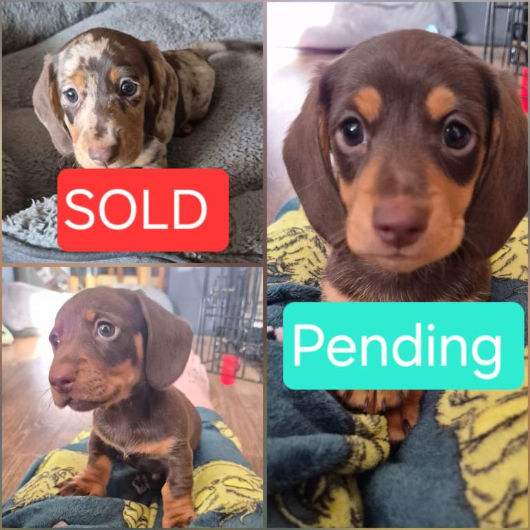 Miniature dachshunds 