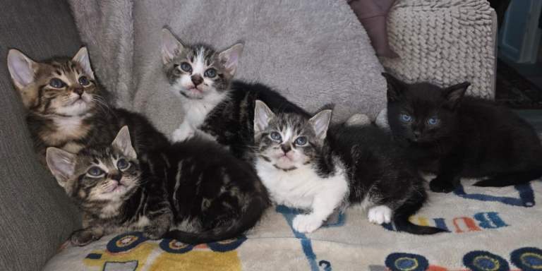 cats looking for a new loving home
