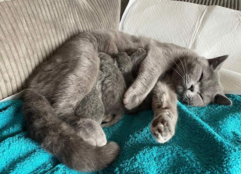 Blue British shorthair kittens 