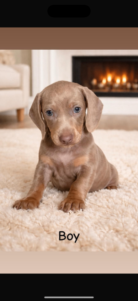 2 Isabella tan boy dachshund 