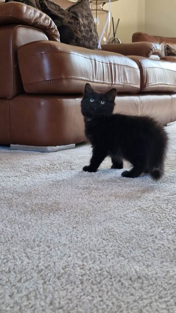 *1 left* Ready to leave....Gorgeous Fluffy Kittens for sale
