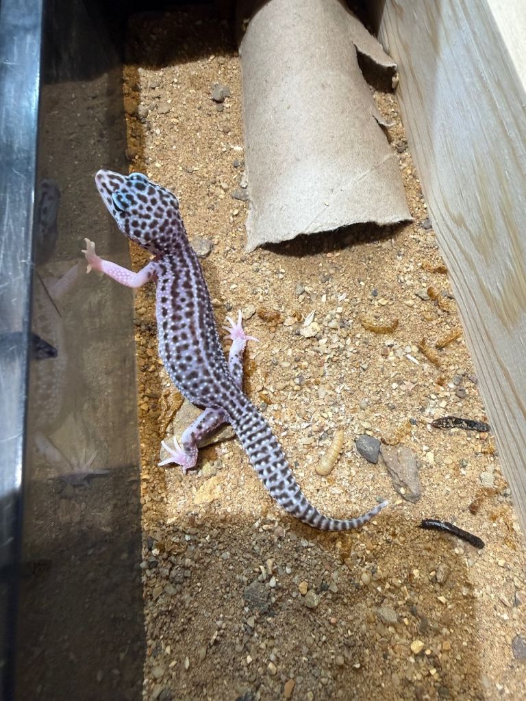 Leopard Geckos for sale