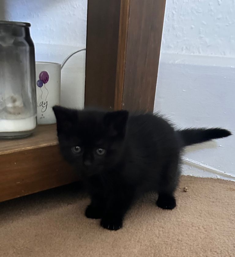 8 week old black girl kitten