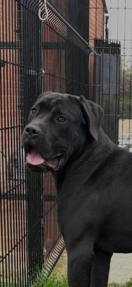 Lo Raso Cane Corso (UK FOUNDER)