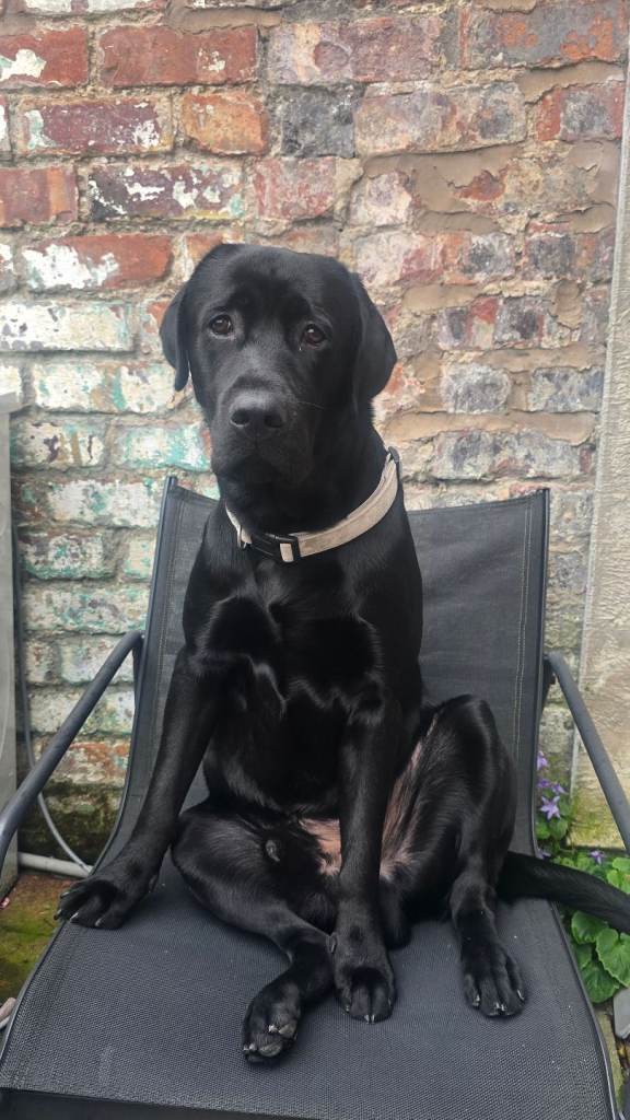 Lovely 2 Year Old Black Labrador Looking for a Loving Home