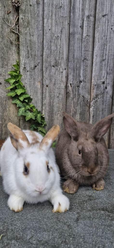 rabbits for sale