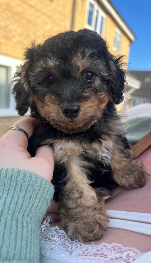 Beautiful Yorkie poo 