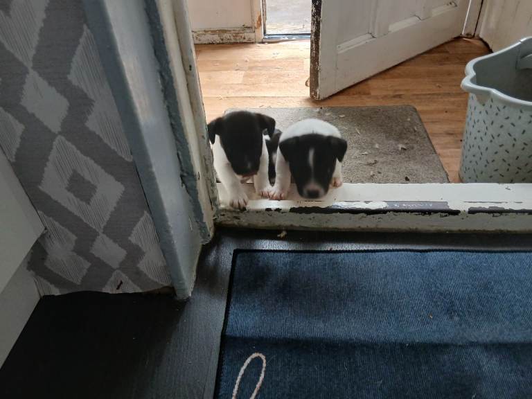 Jack Russell pups 
