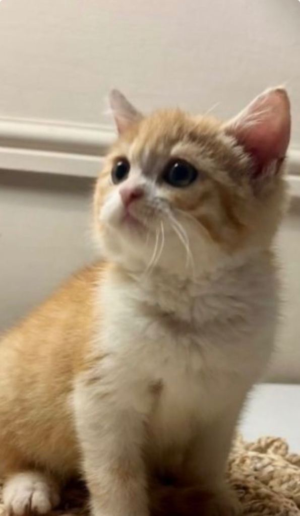 Half Persian kitten - URGENT 