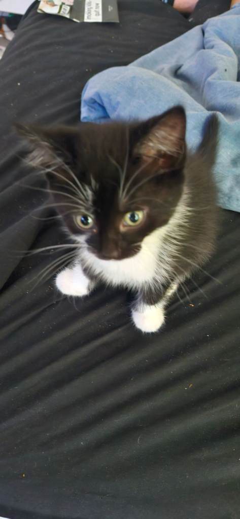 Kittens for sale