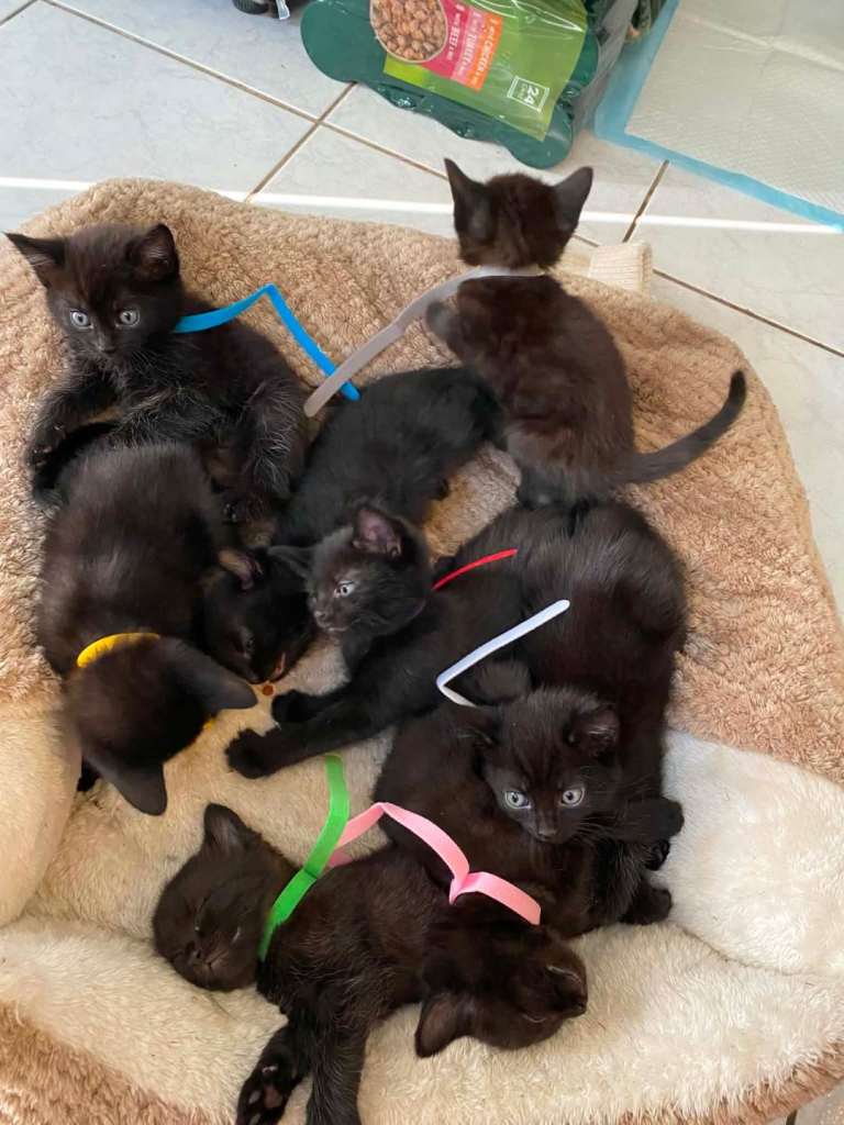 Kittens 