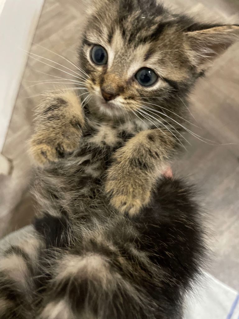 Cute friendly kitten 