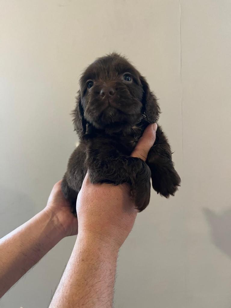 Sprocker spaniel puppies 