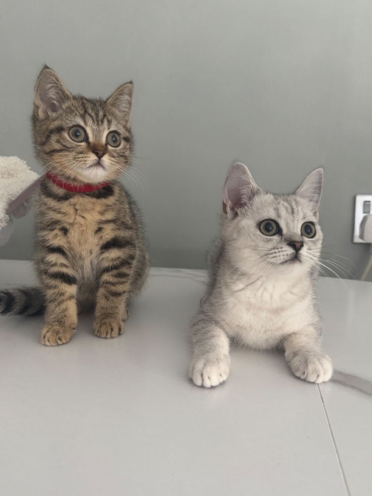 2 kittens female 🥰