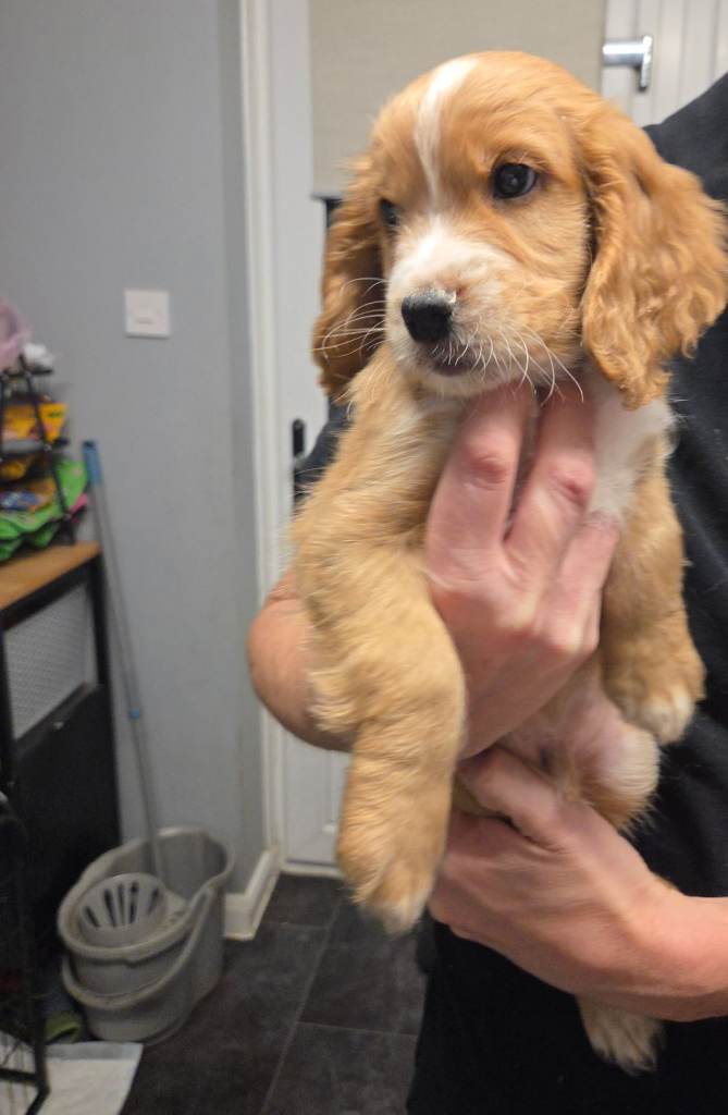 Vet checked and ready this week Beautiful Male Worker Cocker Spaniel Pups 