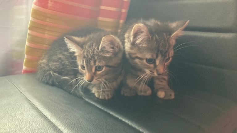 Adorable litter of Ragdoll x Bengal kittens ready now 