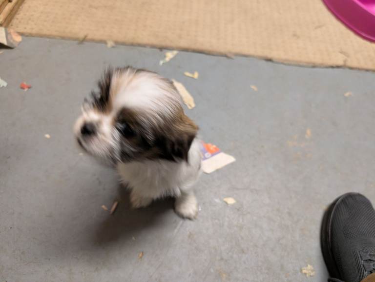 Shih Tzu pups - only two left 