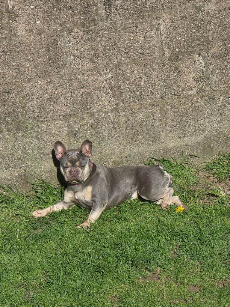 Female frenchie bulldog 