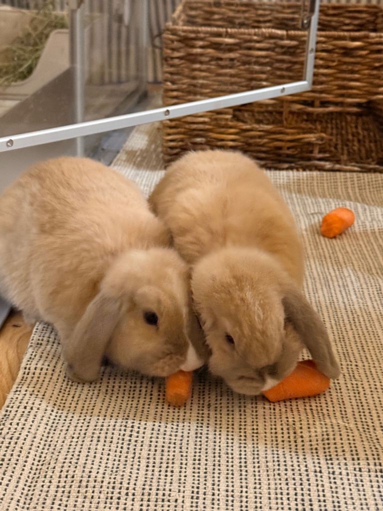Two gorgeous mini lip rabbits bunnies
