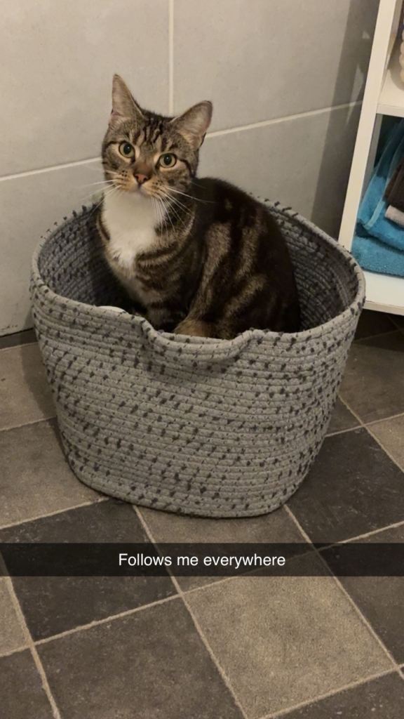 Tabby Cat looking for a Loving Home