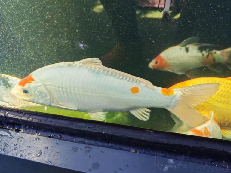 Koi for Sale