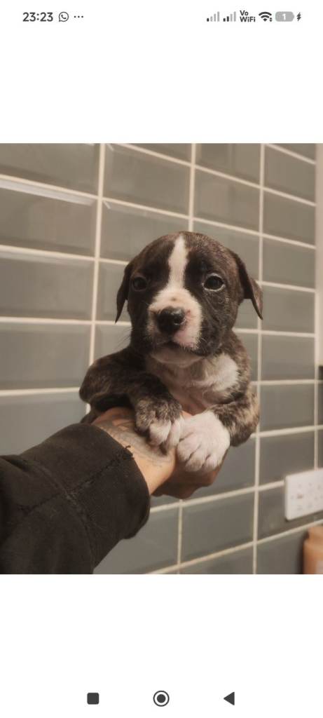 2 x 7 wk old males Staffordshire Bull Terrier collie mix puppies