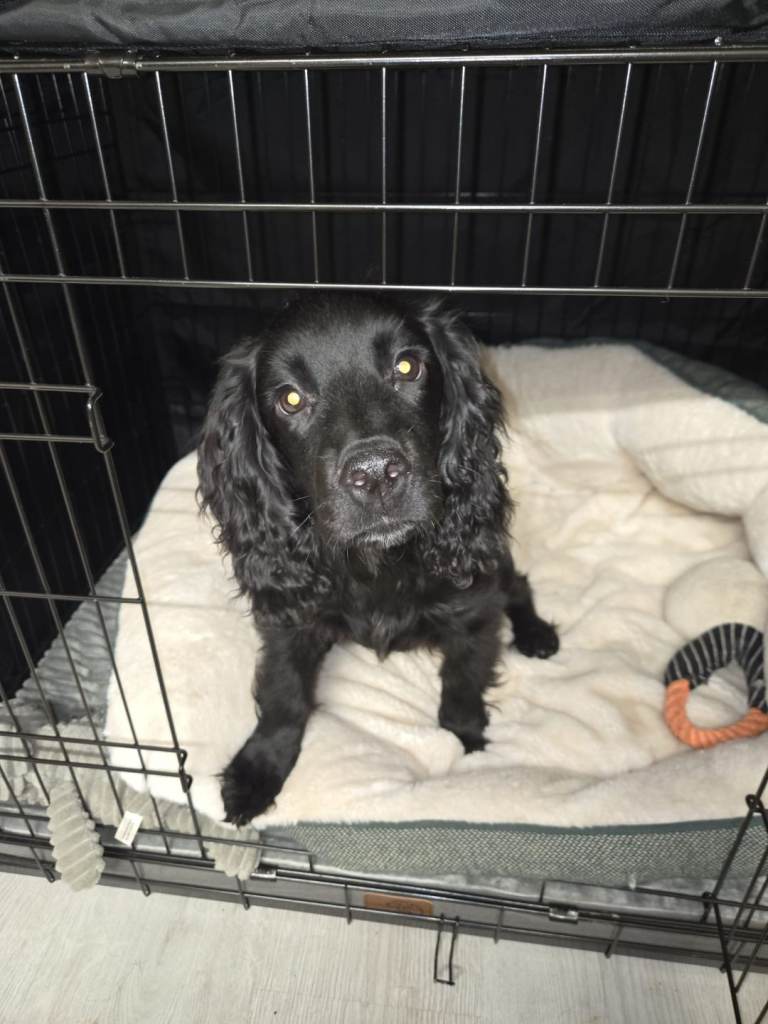 Kc registered, Black cocker spaniel puppy 5 months
