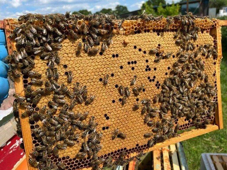 Honey bees nuc nucleus,bee colony,national hive,WBC, 14x12,langstroth,beehive,Flowhive, matted queen