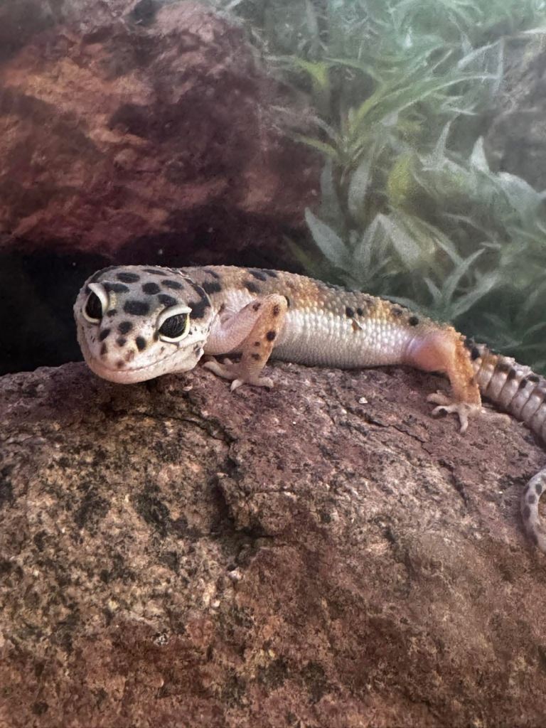 Leopard Gecko + Full Setup for Sale 🦎 