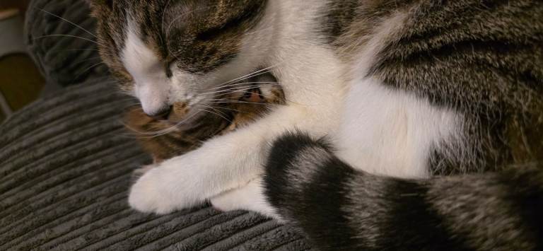 2 Beautiful Sisters For Rehoming