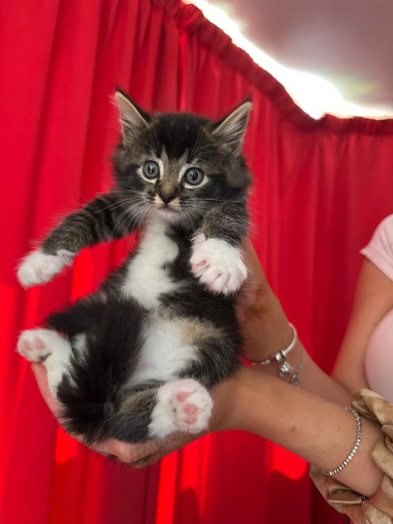Kittens - READY TO GO - 9 weeks old