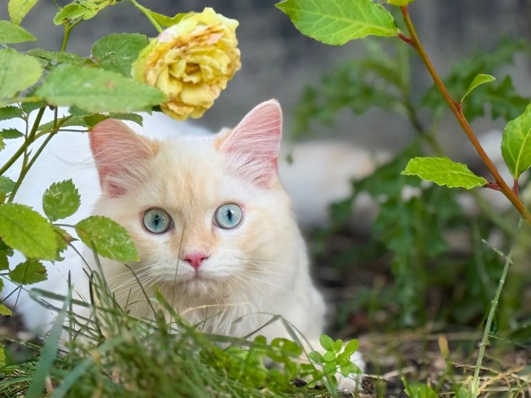 Persian x Ragdoll Kitten – Vaccinated