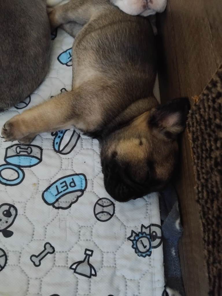 French  bulldog puppies for sale 1200 