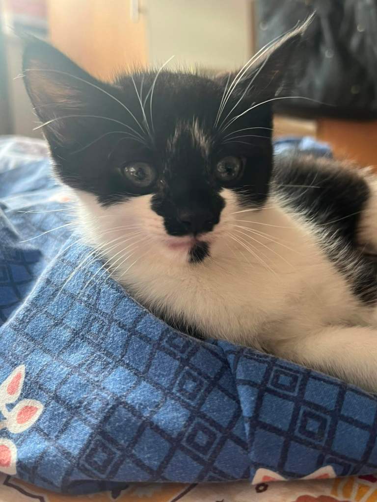 Adorable Black & White Kittens