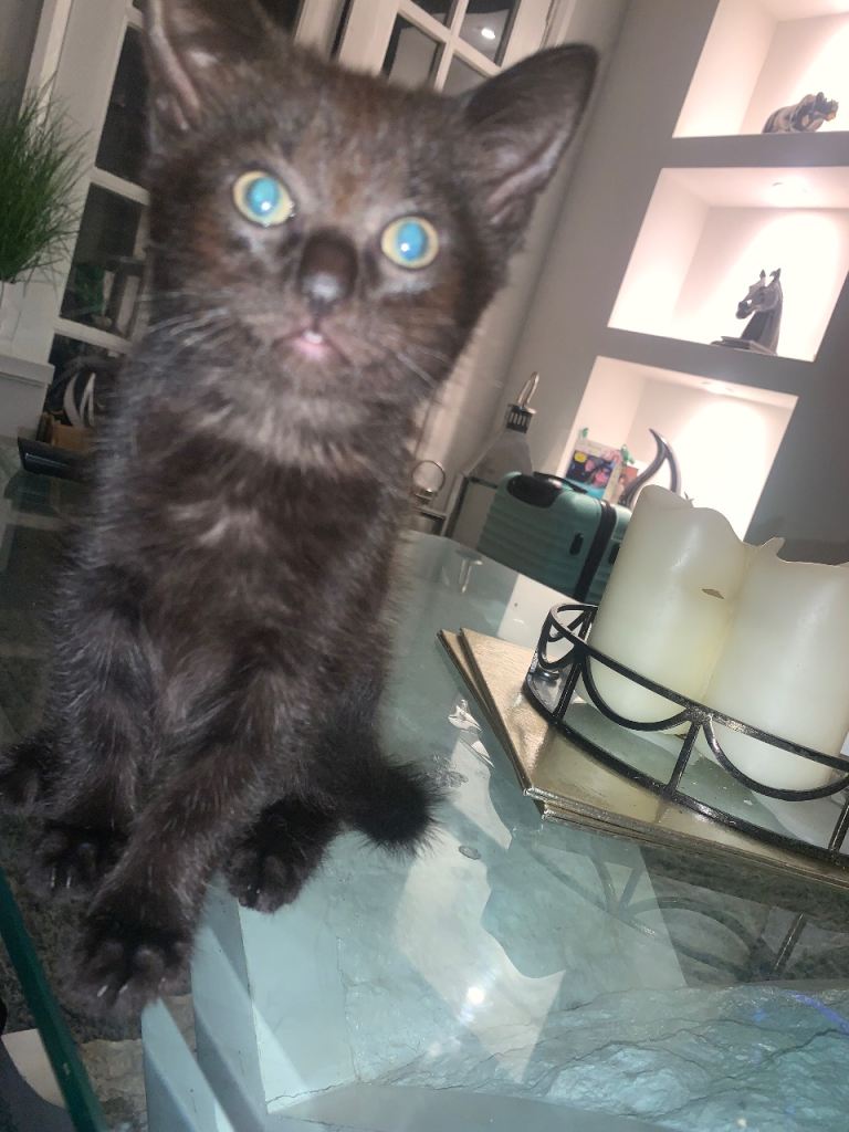 Kittens for sale east end 