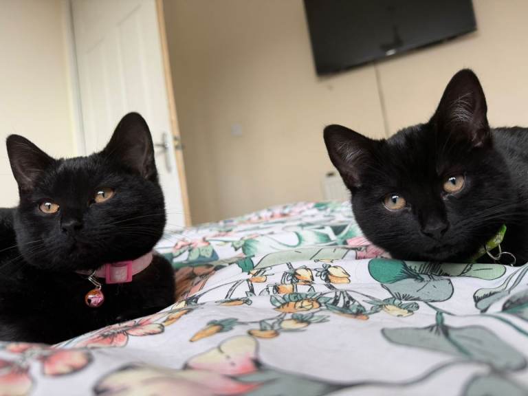 2 beautiful kittens 