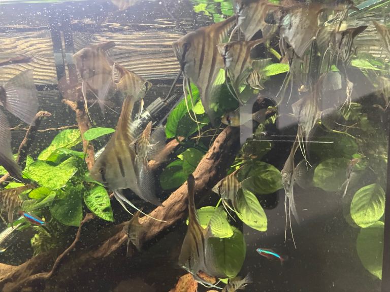 Angel fish
