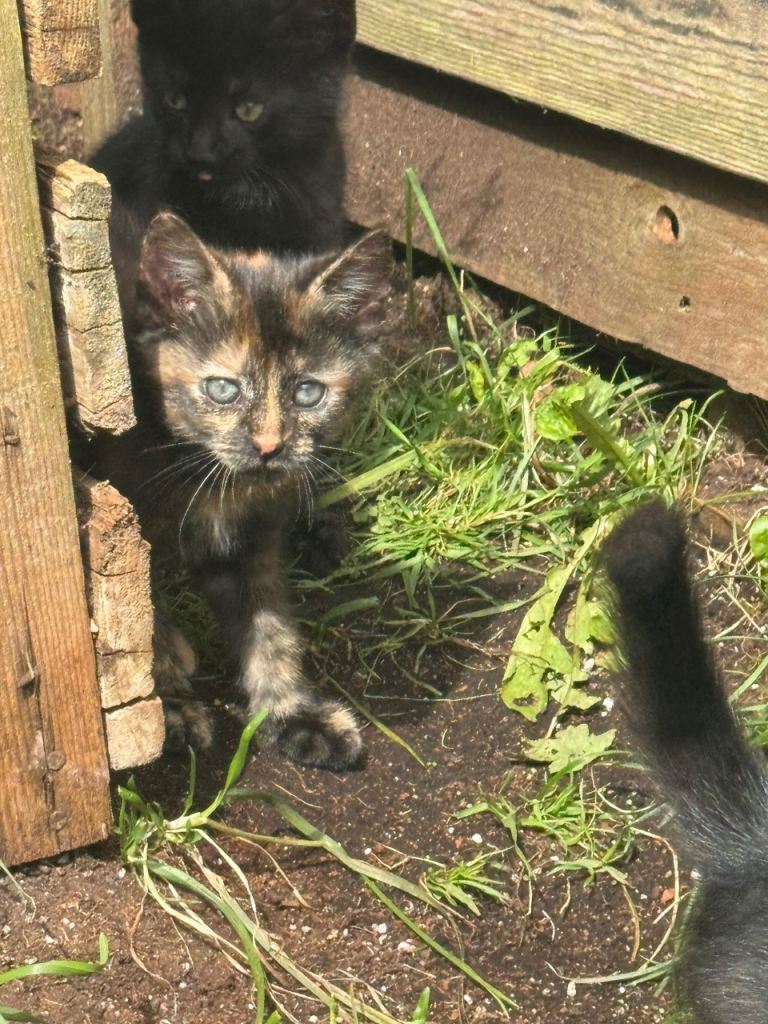 Kittens for Sale – £20 Each