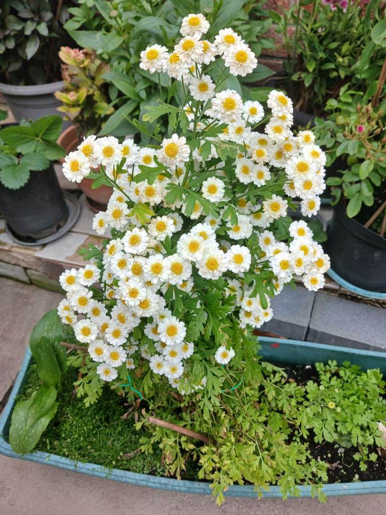 FEVERFEW ( SMALL DAISY-LIKE) FLOWERING PLANTS 