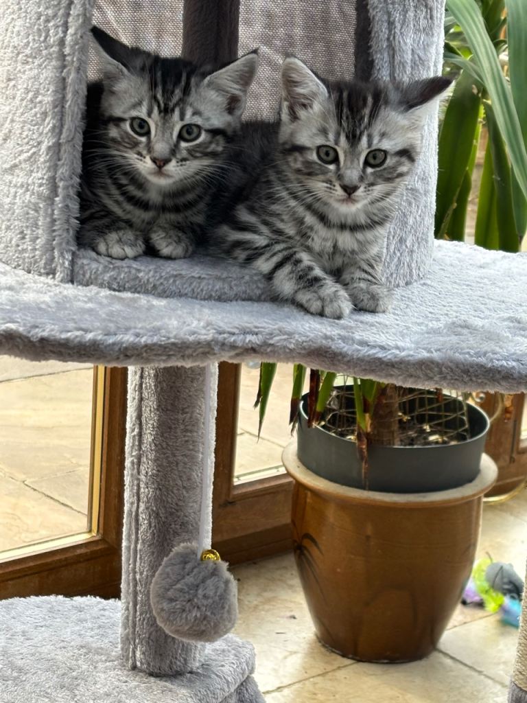 Kittens